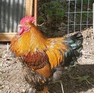 Meet your Posher, Mel